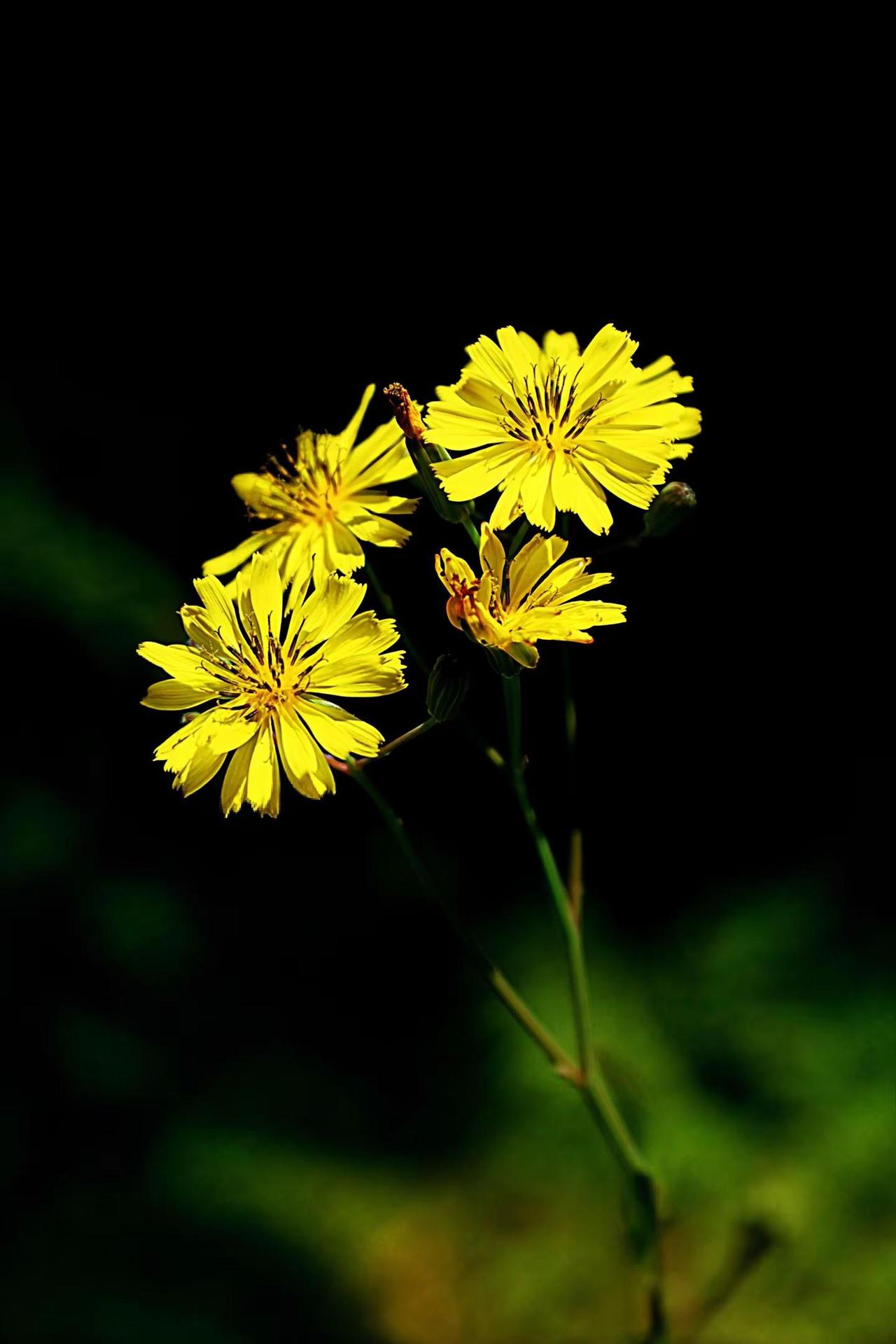 遇见就拍拍了就开心😃😃😃。黄色的野菊花 野菊花也有春天 黄色野菊 盛开的野