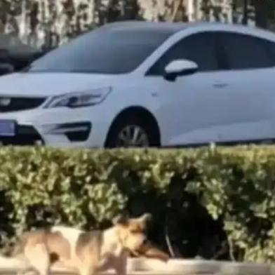 一只骨瘦如柴的母狗在山东被目击者发现，叼着油条穿越约5公里的距离。
在寒冷的降雪