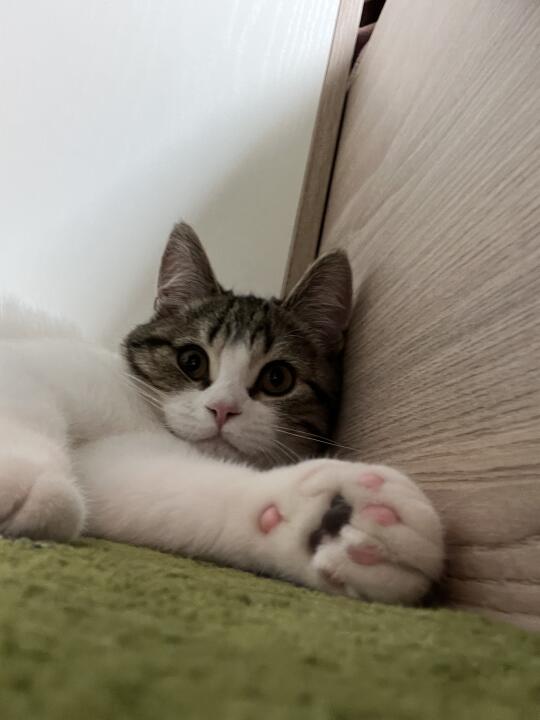 谁来告诉我猫和自己的孩子到底有什么区别