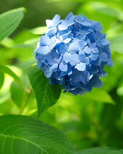 奇妙生物圈植物科普 每日一花：绣球🍀绣球（Hydrangea macrophy