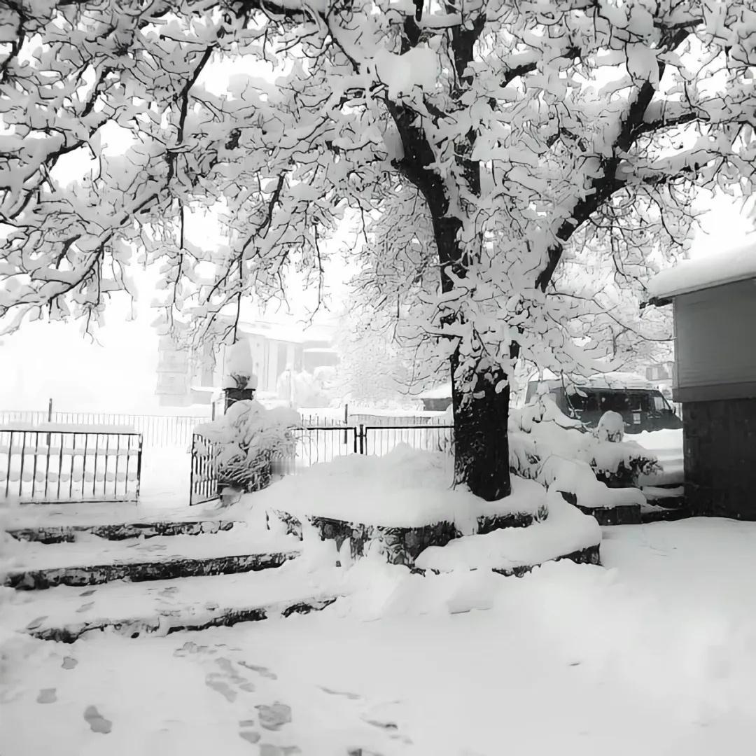 𝐒𝐡𝐚𝐫𝐞背景图｜冬天背景｜雪景 