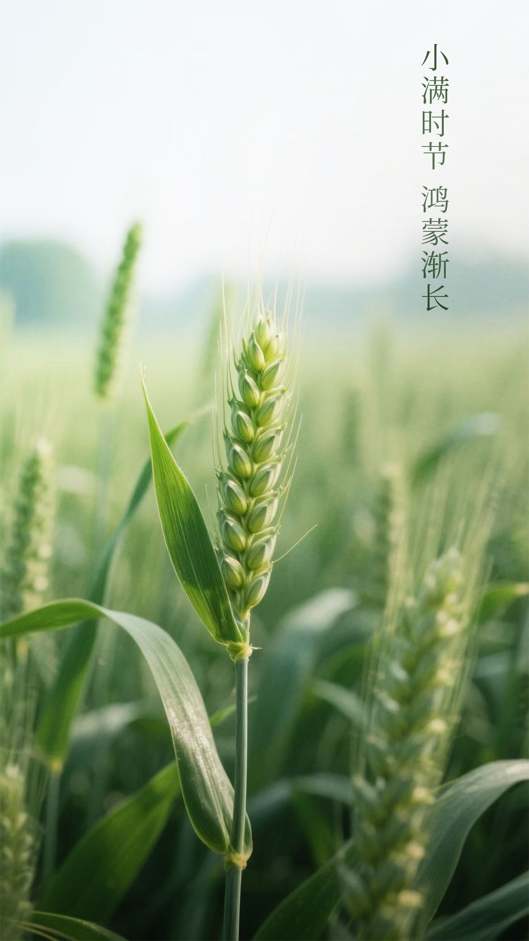 小满时节鸿蒙渐长 今日小满，麦穗初盈，江河渐满，万物生长。鸿蒙生态亦是如此——从