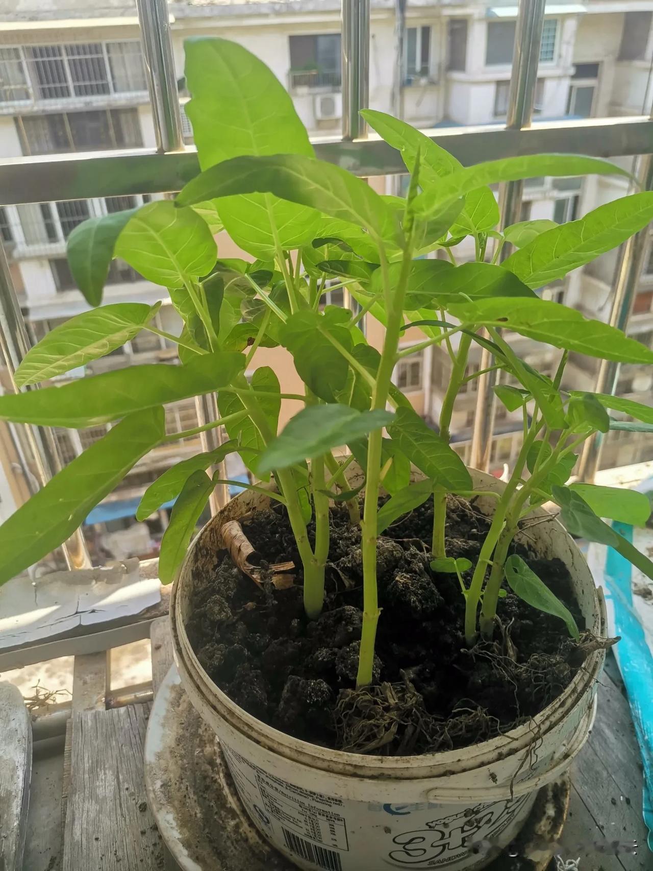这两盆竹叶菜长得可以吧？
当初买6棵辣椒苗、10棵竹叶菜苗、一棵蕃茄苗，只有辣椒