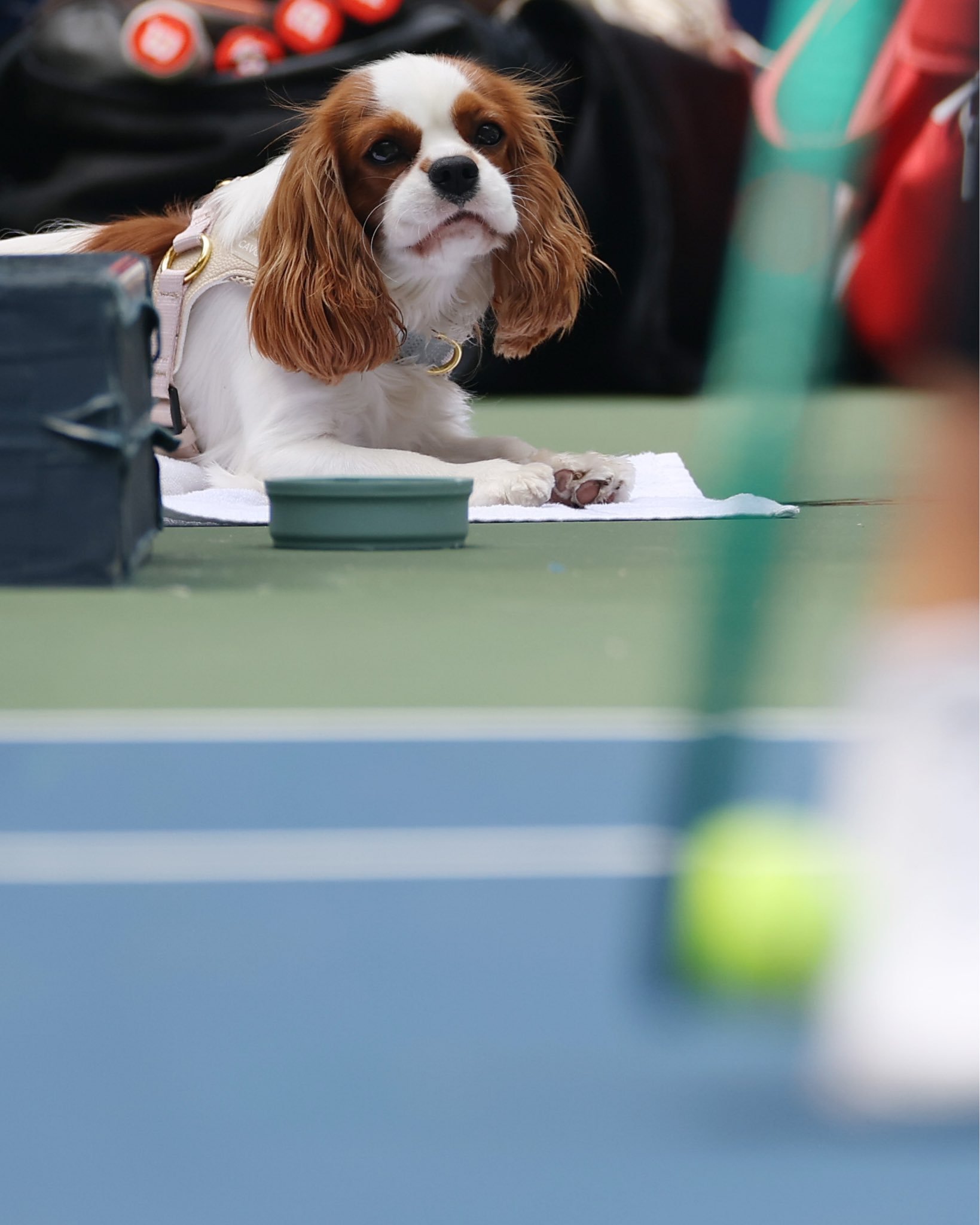 陪伴麻麻训练🐶萨巴伦卡和Ash一起上班打卡的日常[哈哈]美网2026 ​​​