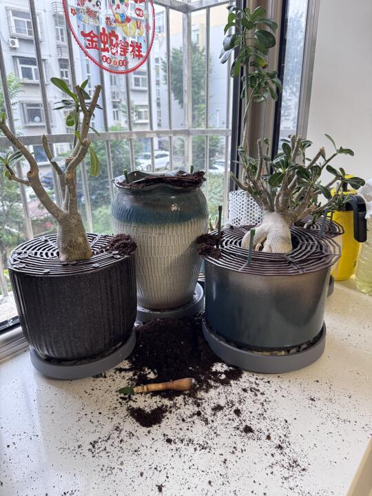 N张图证明我家养了猫🐱