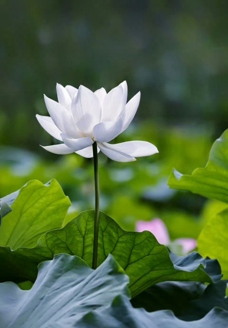 “唯有白莲真风采，傲洁亭立水中央。” 