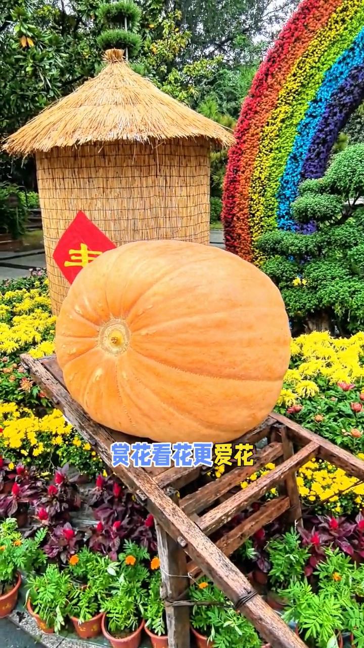 温馨提示：网友：可人性。
跟着提示学方言。
赏花看花更爱花，请大家在赏花拍照的时