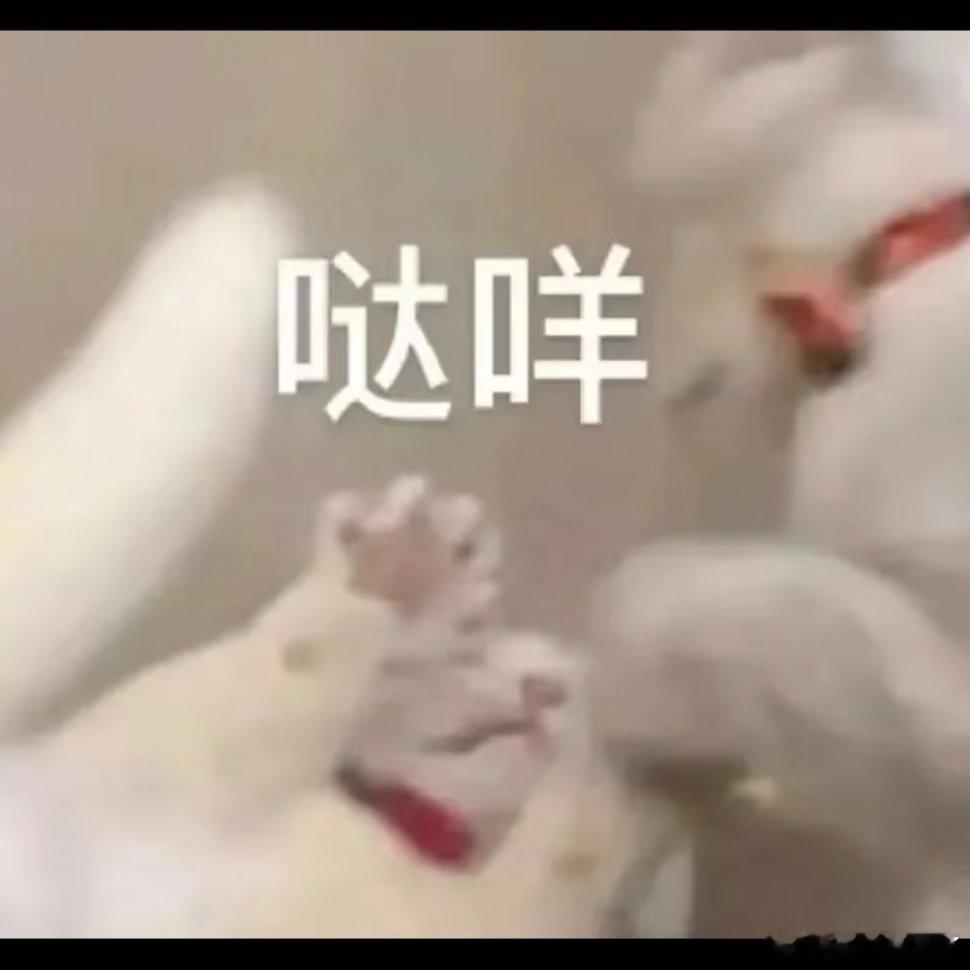 情侣必备撒娇表情包新年迎喜番