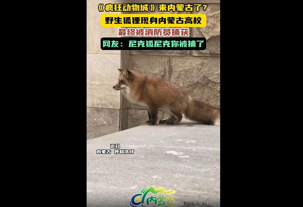 呼和浩特突降大雪后，一只赤狐（国家二级保护动物）现身内蒙古工业大学校园，被同学们