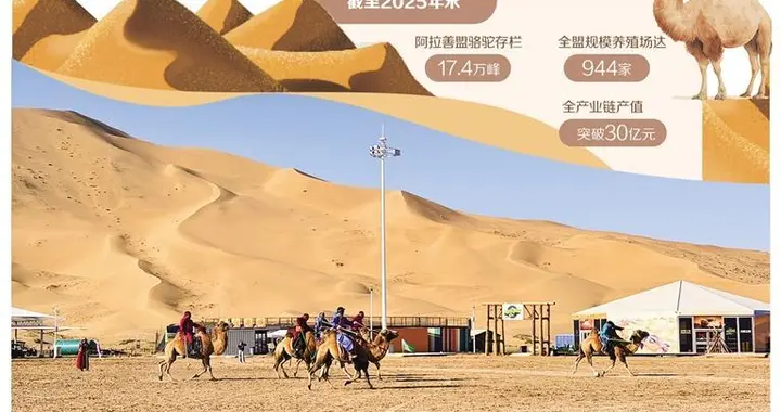 骆驼产业载起幸福之舟——内蒙古阿拉善盟推动特色养殖全链发展