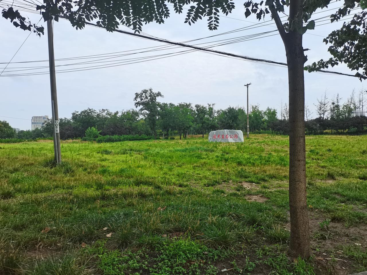 追光生态公园
雨后的追光生态公园
空气清新
一眼望去
碧绿青翠
漫步树丛之中
鸟
