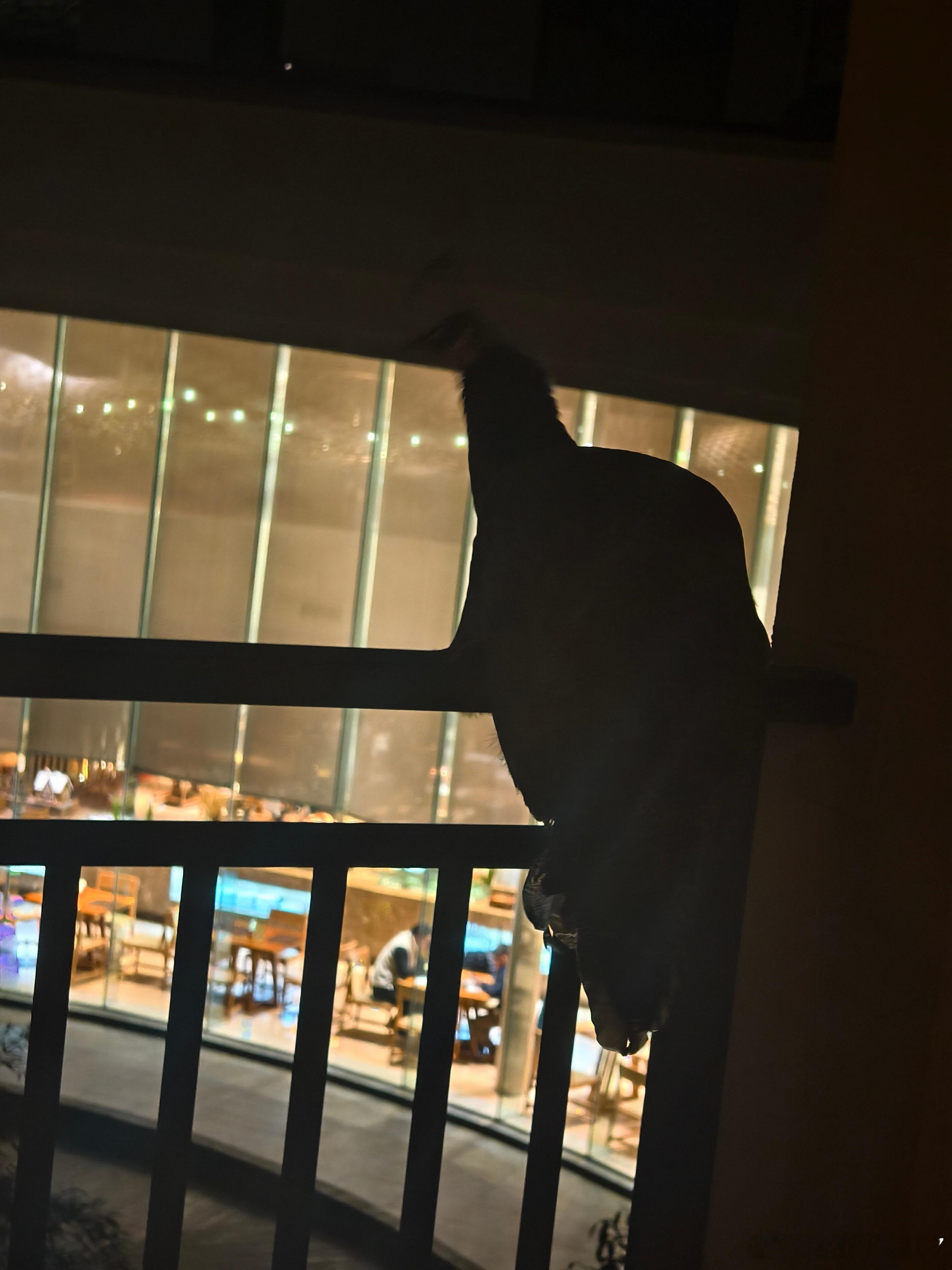 安吉的酒店生态这么好嘛！我房间阳台居然有只孔雀！ 湖州·安吉君澜度假酒店(君澜道