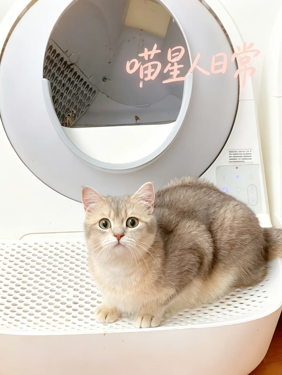 小猫怎么偷偷变圆啦🥺