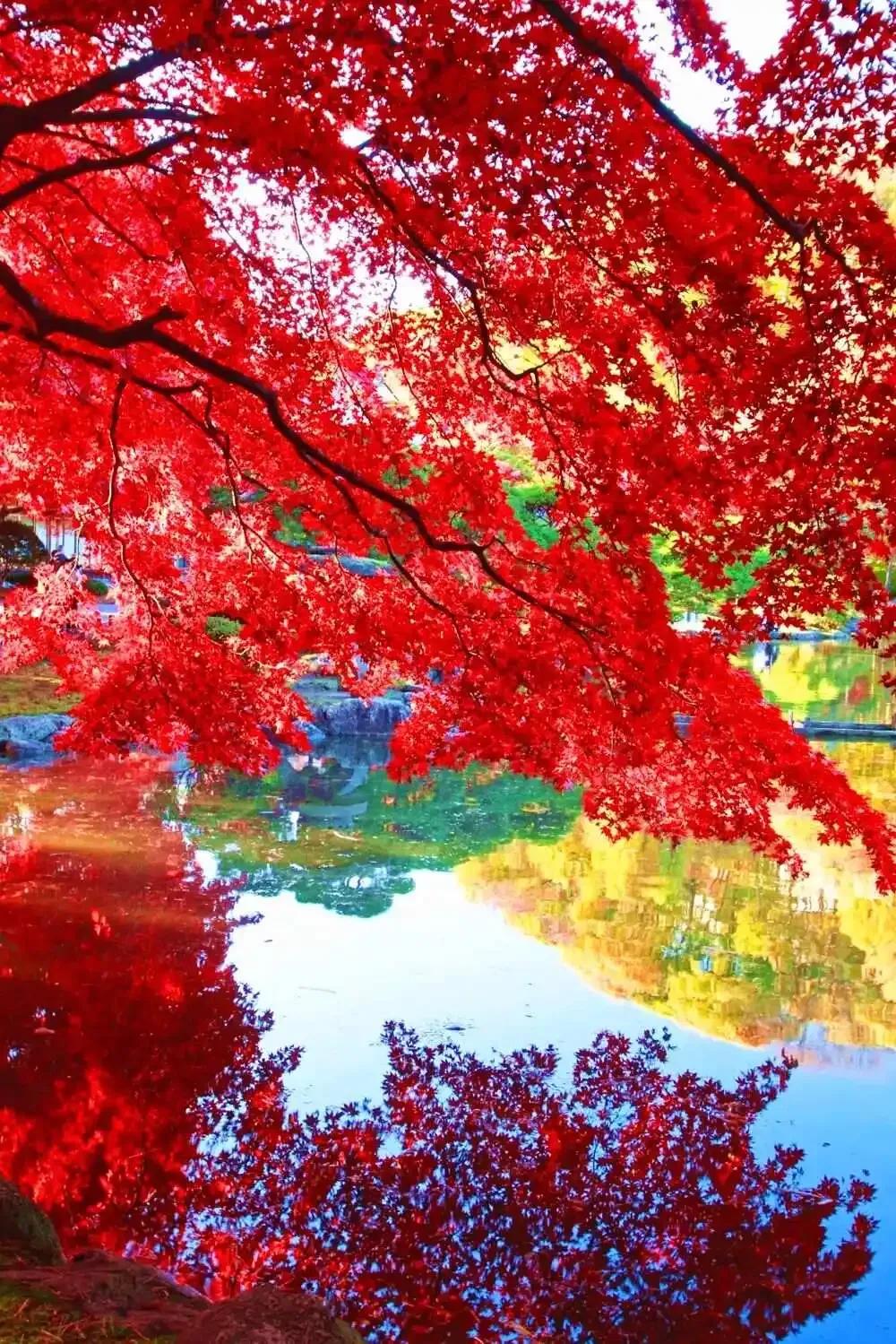 题红叶
曾经逐水记风流，
多少诗人尽挠头。
又是秋风添秀色，
悄拈一叶寄乡愁。