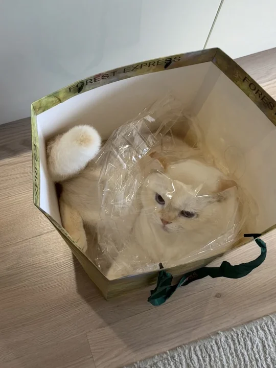 我是小猫 我要打包自己送给你