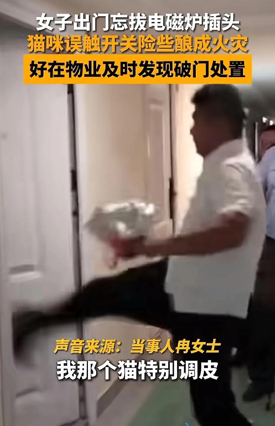 四川成都，家中没人之时，猫咪进入厨房，跳到灶台上，踩到电磁炉的开关，将电磁炉打开