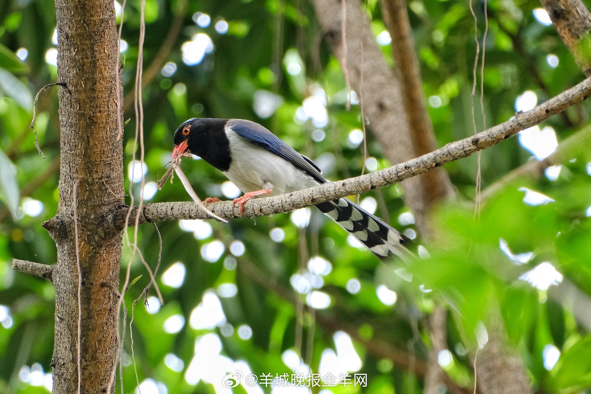 #早安#真正的自律，是以热爱的方式度过每一天。当自律融入生活，你便会收获自由与快