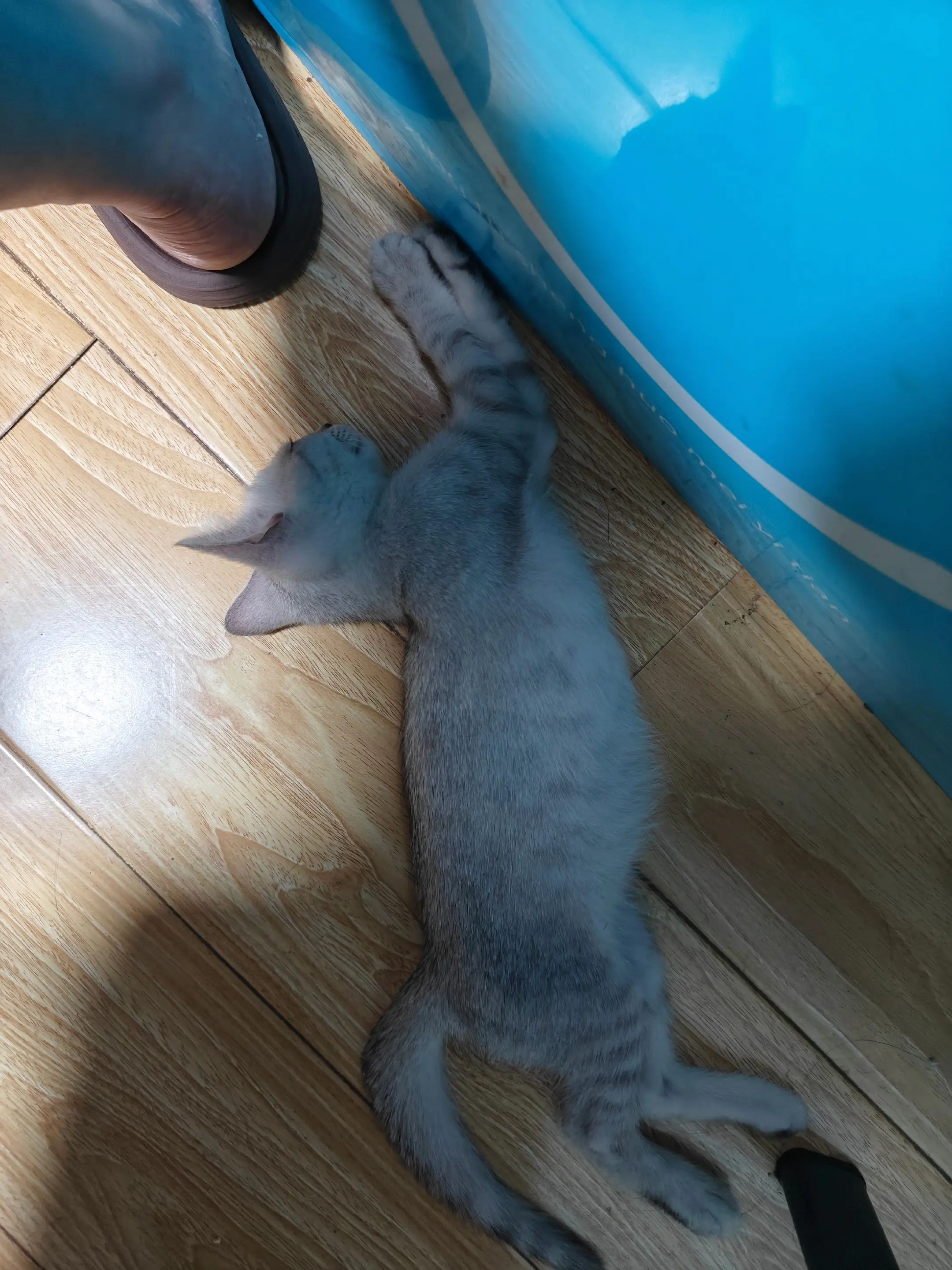 有一种猫不怎么爱搭理你。