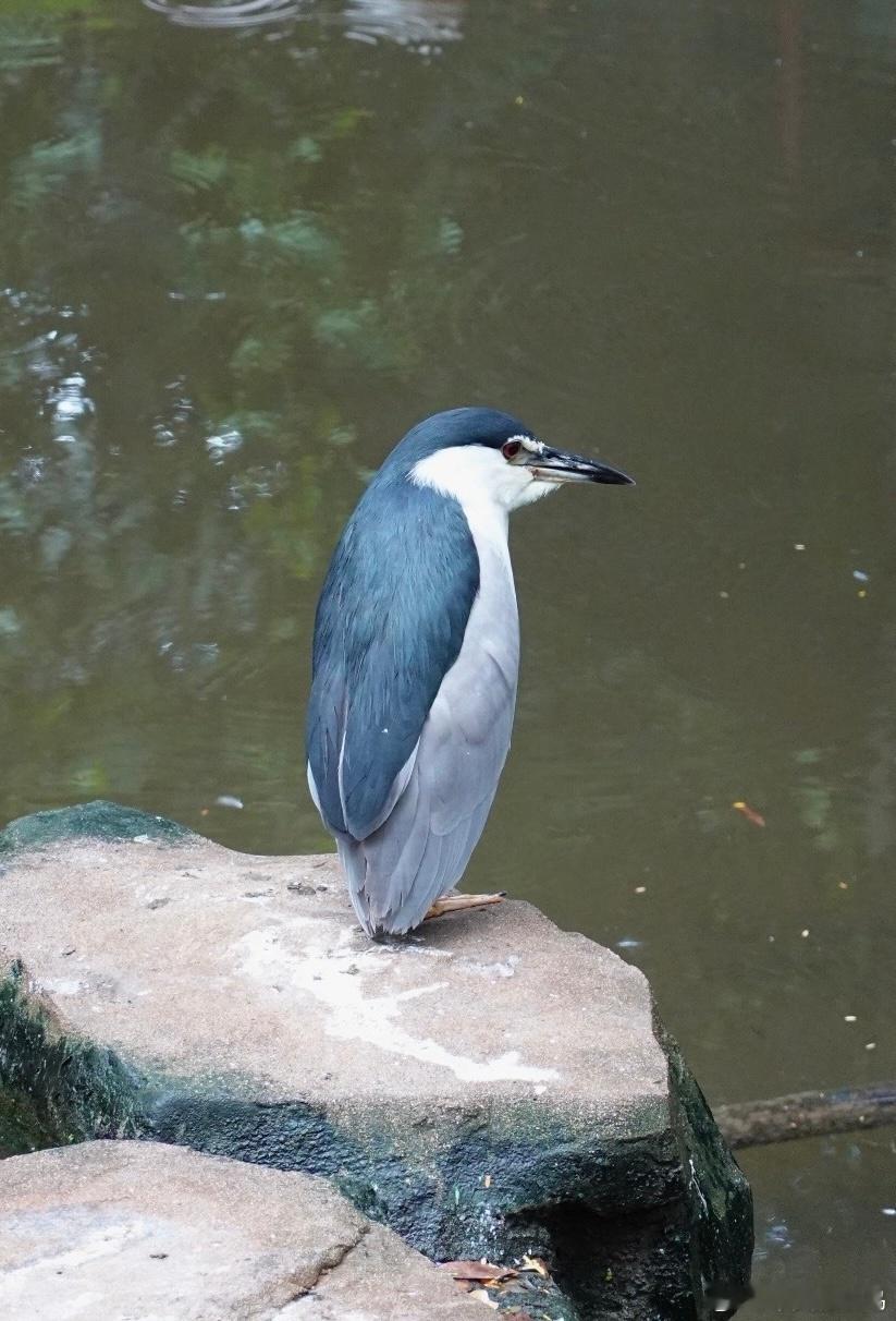这不就是企鹅的证件照🐧 