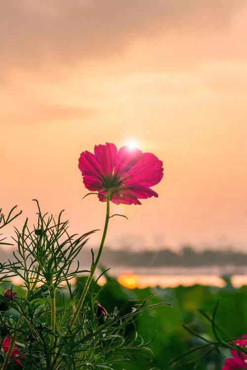 我是贫血，而且气血虚，面色苍白，嘴唇就没红颜色，一看就感到特别虚弱。

贫血，气