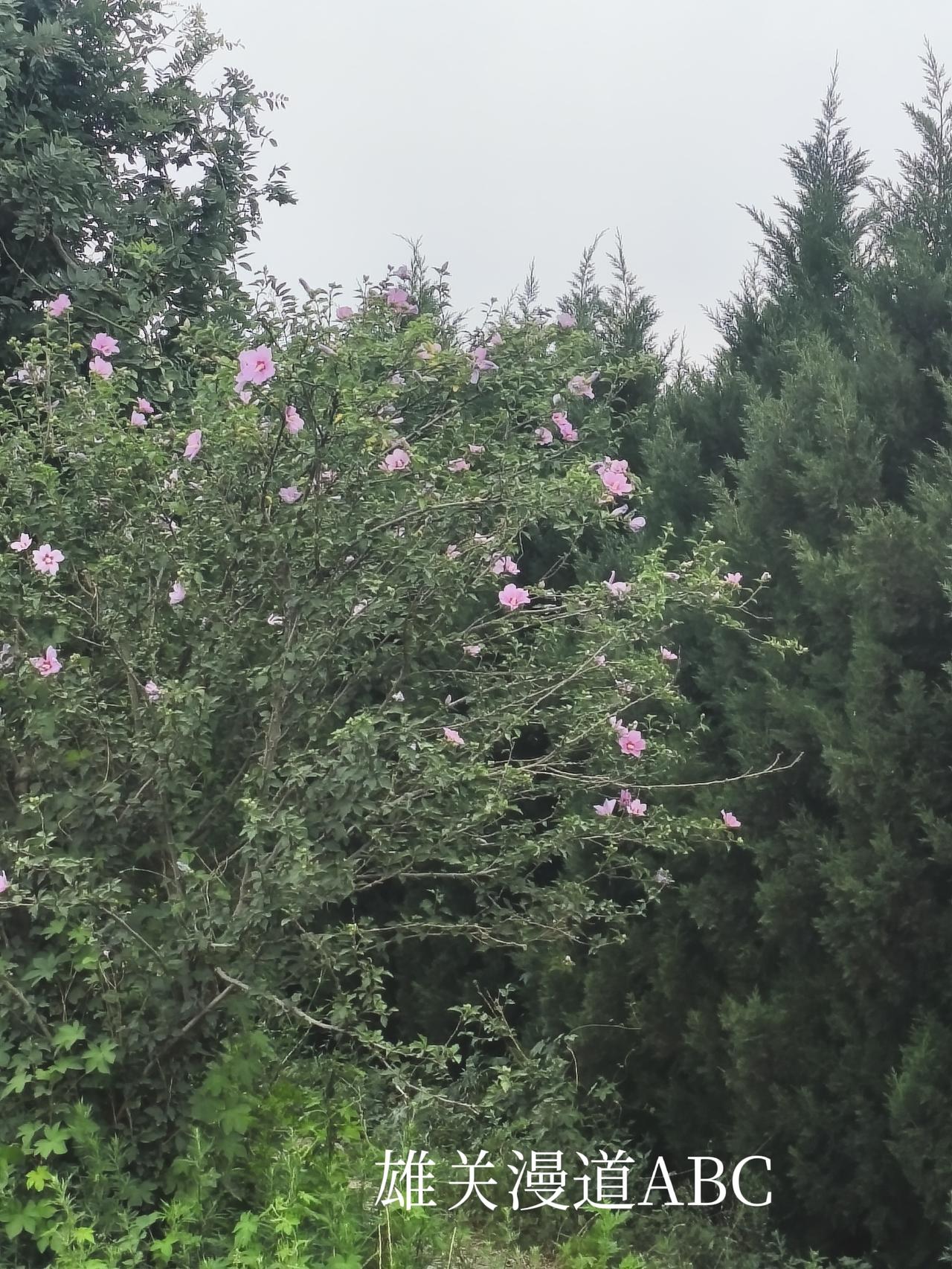 秋雨瑟瑟黄花瘦，
春风暖暖绿叶肥。
头条首发
