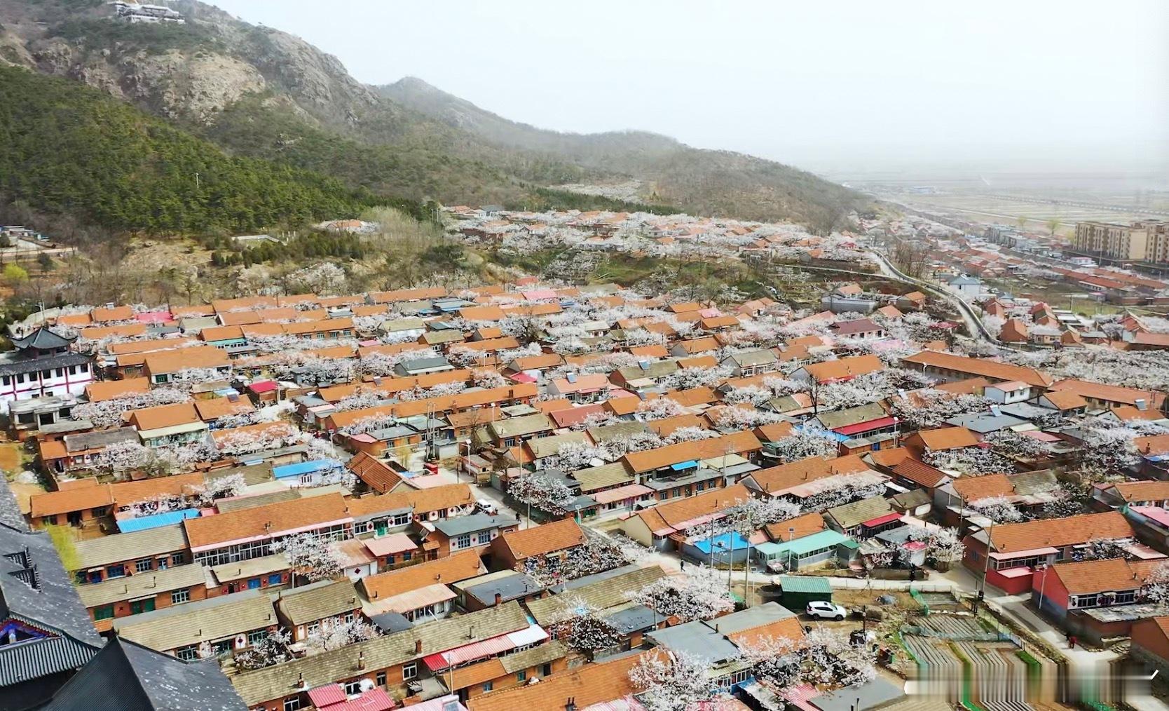 今年大孤山这波挺妙的，杏梅铺展开来，你走到哪儿，就在哪儿遇见。看着看着，人就自然