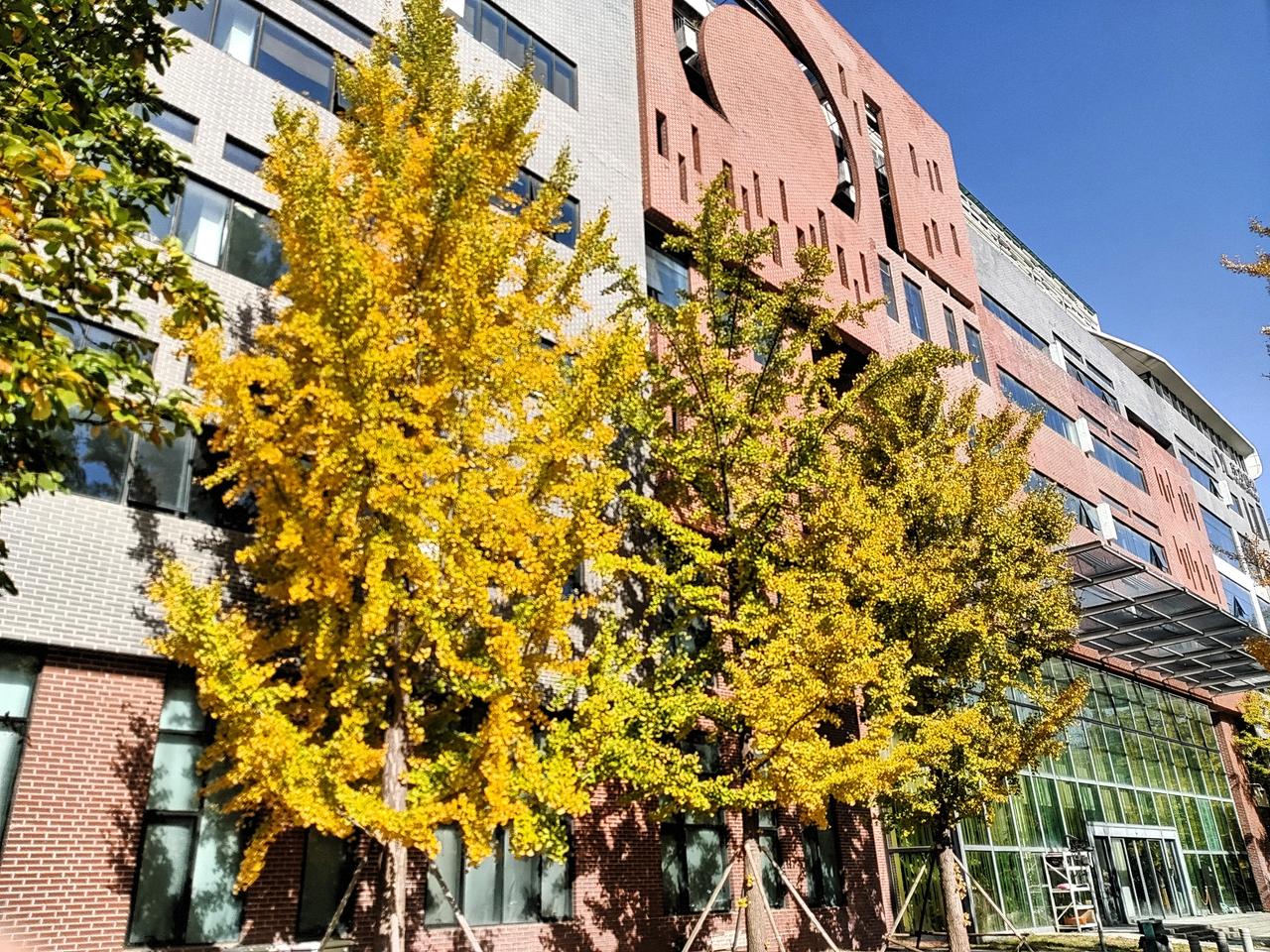 说也奇怪
同样一个园区
有的银杏已经金黄
这两棵树去绿草
温度一样啊
好生奇怪