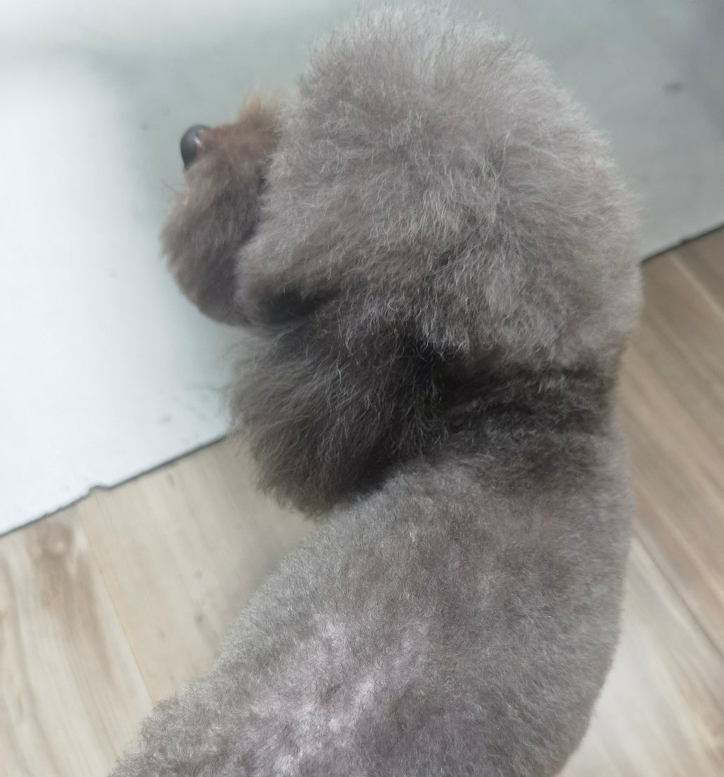 这狗狗身上好秃，笑死我了 