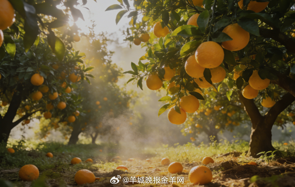 早安 清晨的橙子树林，阳光透过枝叶洒在挂满金黄橙子的果树上，地面有掉落的橙子，空