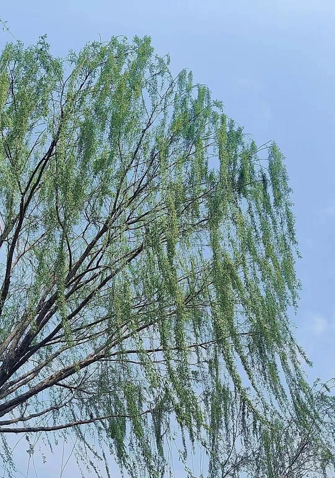 《咏柳》：
 
碧玉妆成一树高，
万条垂下绿丝绦。
不知细叶谁裁出，
二月春风似