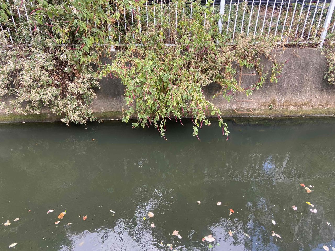 散步时候看到一株不认识的花，就长在水边，枝叶都长到水上去，花是一串串红的，挺特别