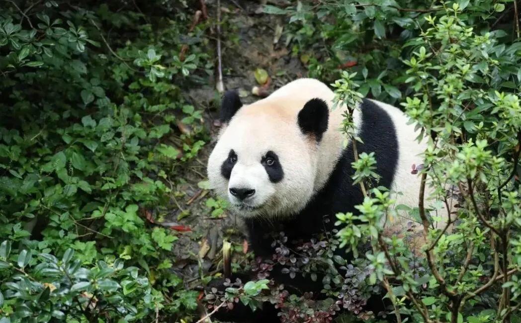 快讯：两只新大熊猫，雄性平平和雌性福双，将很快抵达美国亚特兰大动物园，作为中国大