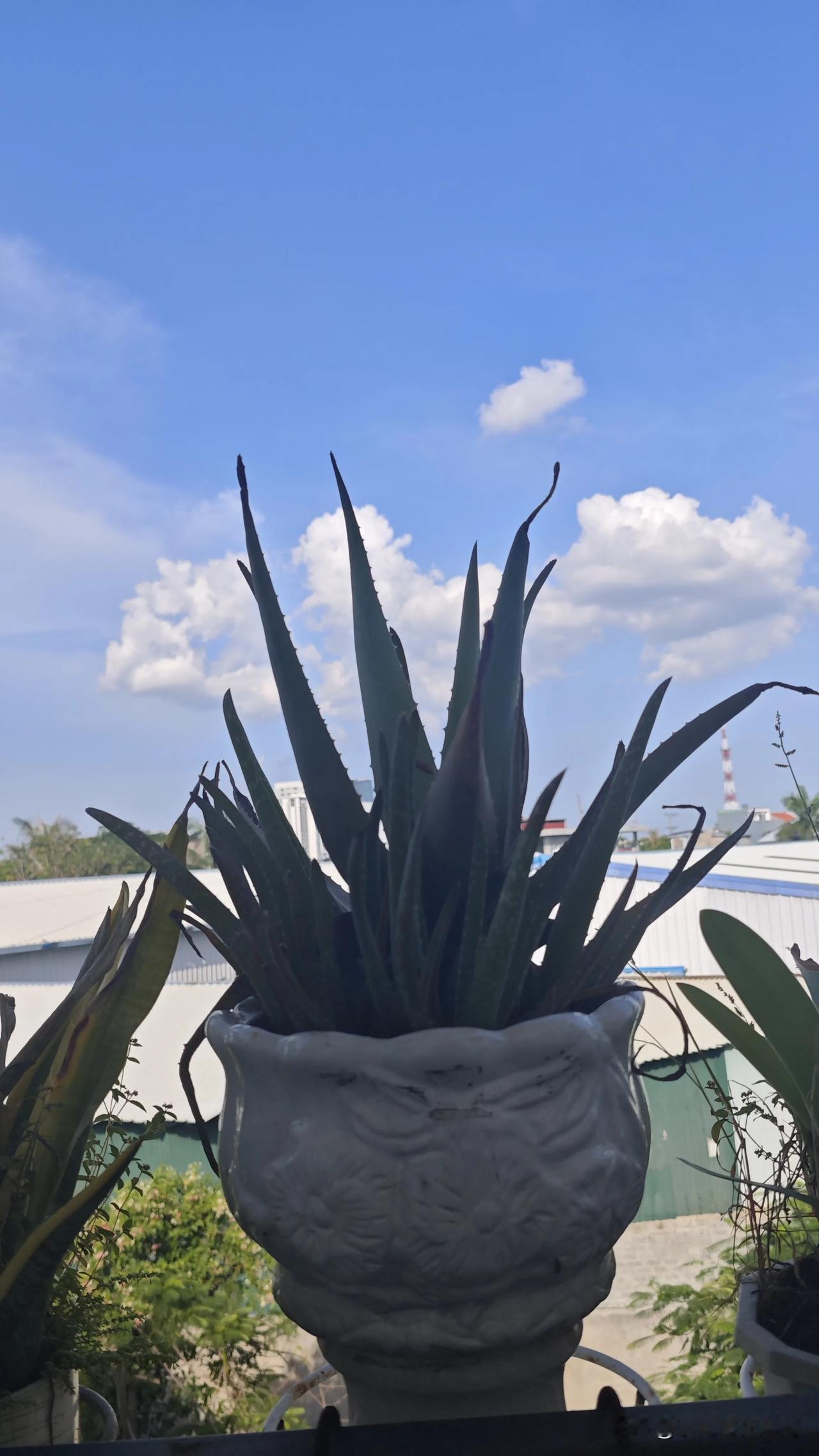 在越南，我发现一个很有趣的现象，到了星期天在我们住的小区里面，就会拖家带口，有的