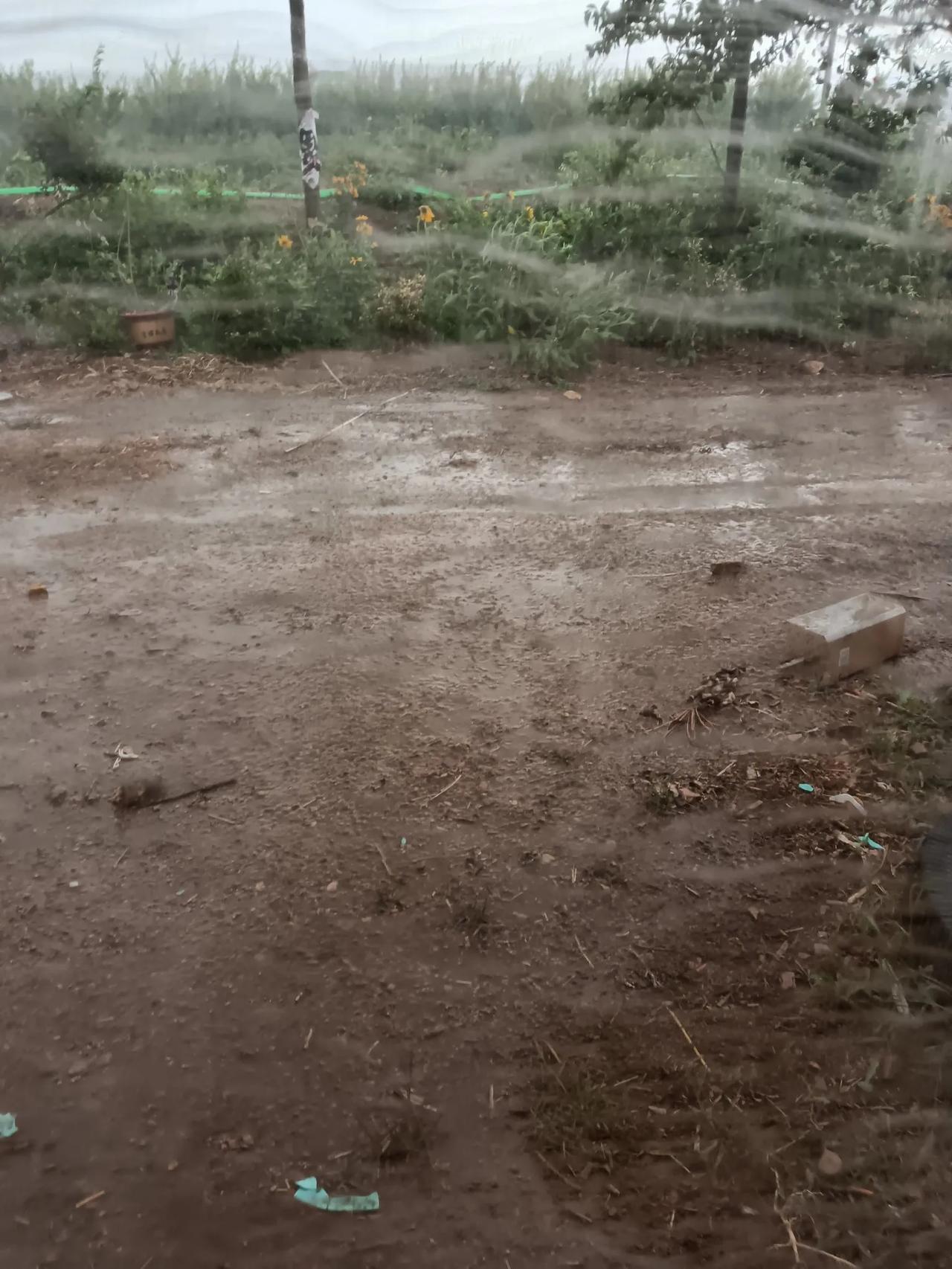 和大家报告一个好消息，我们山东日照下雨了，电闪雷鸣，狂风但不是暴雨。大雨点子很大