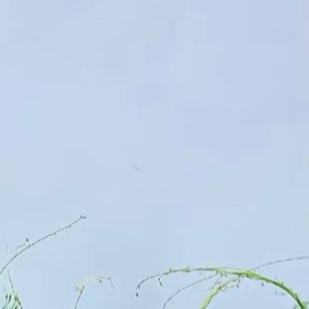 羽叶茑萝（稀有白花种）1. 栽培方式：园土+腐叶土+河沙，偏沙质透气土；攀援深根