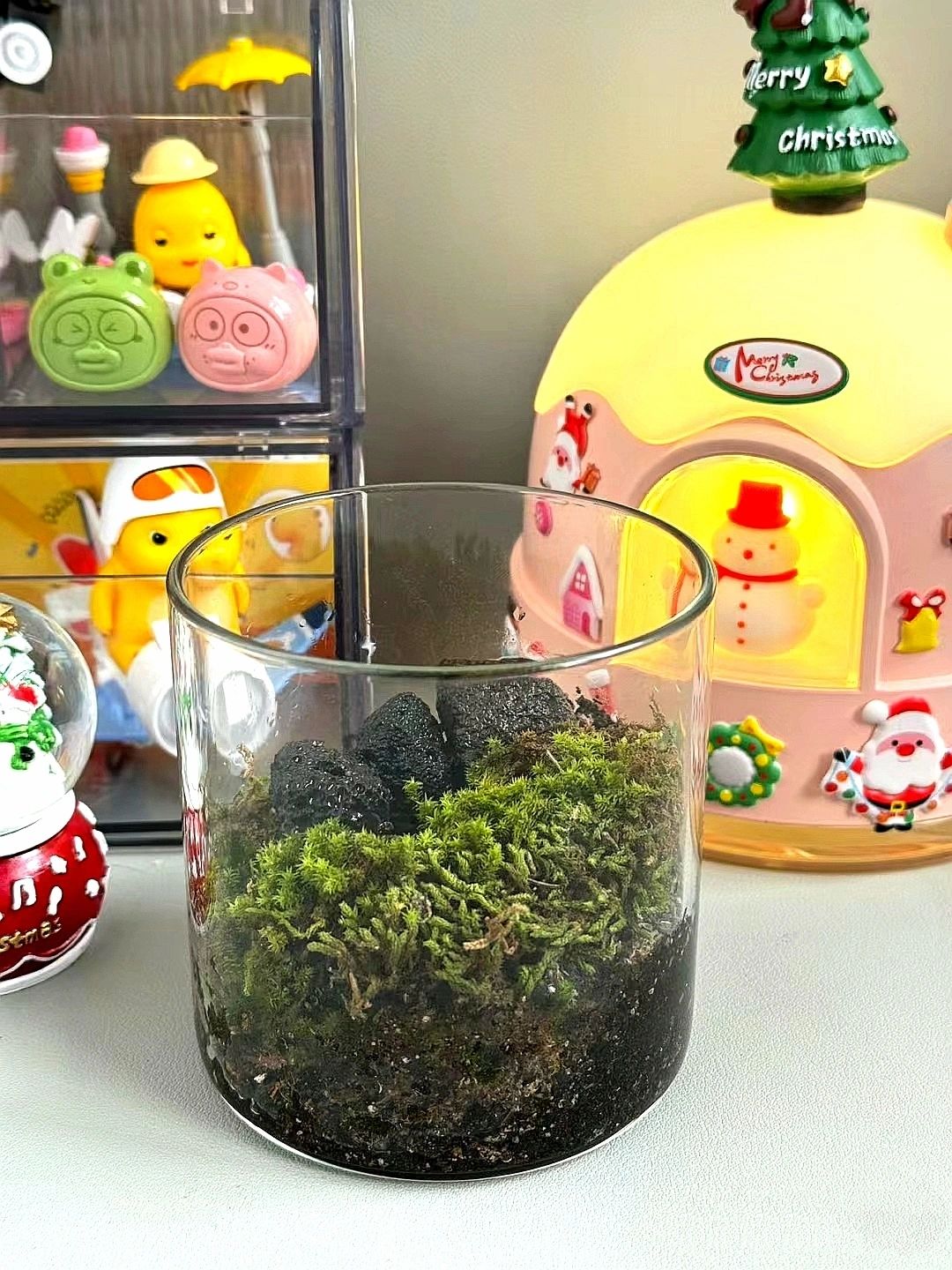 苔藓微景观|植物杀手也能养活的桌面好物！