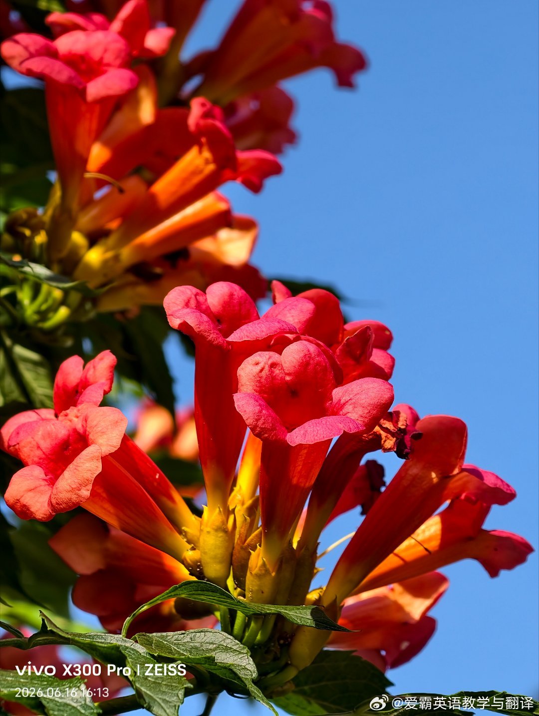 【港城花事  凌霄花】天风摇曳宝花垂，花下仙人住翠微。 
