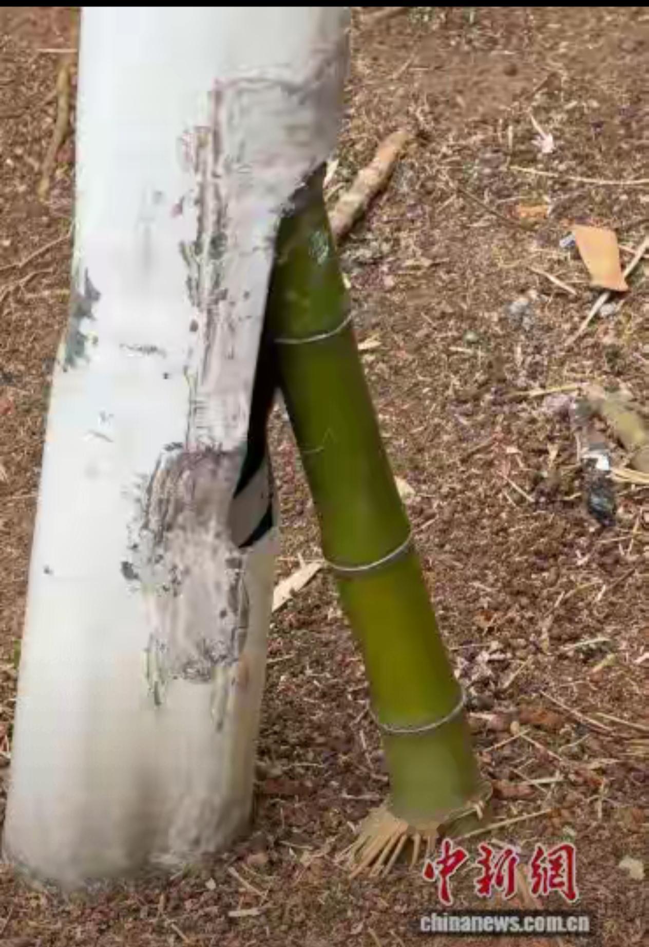 “竹坚强”奇迹般的坚强，让人惊叹不已的坚强！但坚强的有点身不由己，让人同情、让人