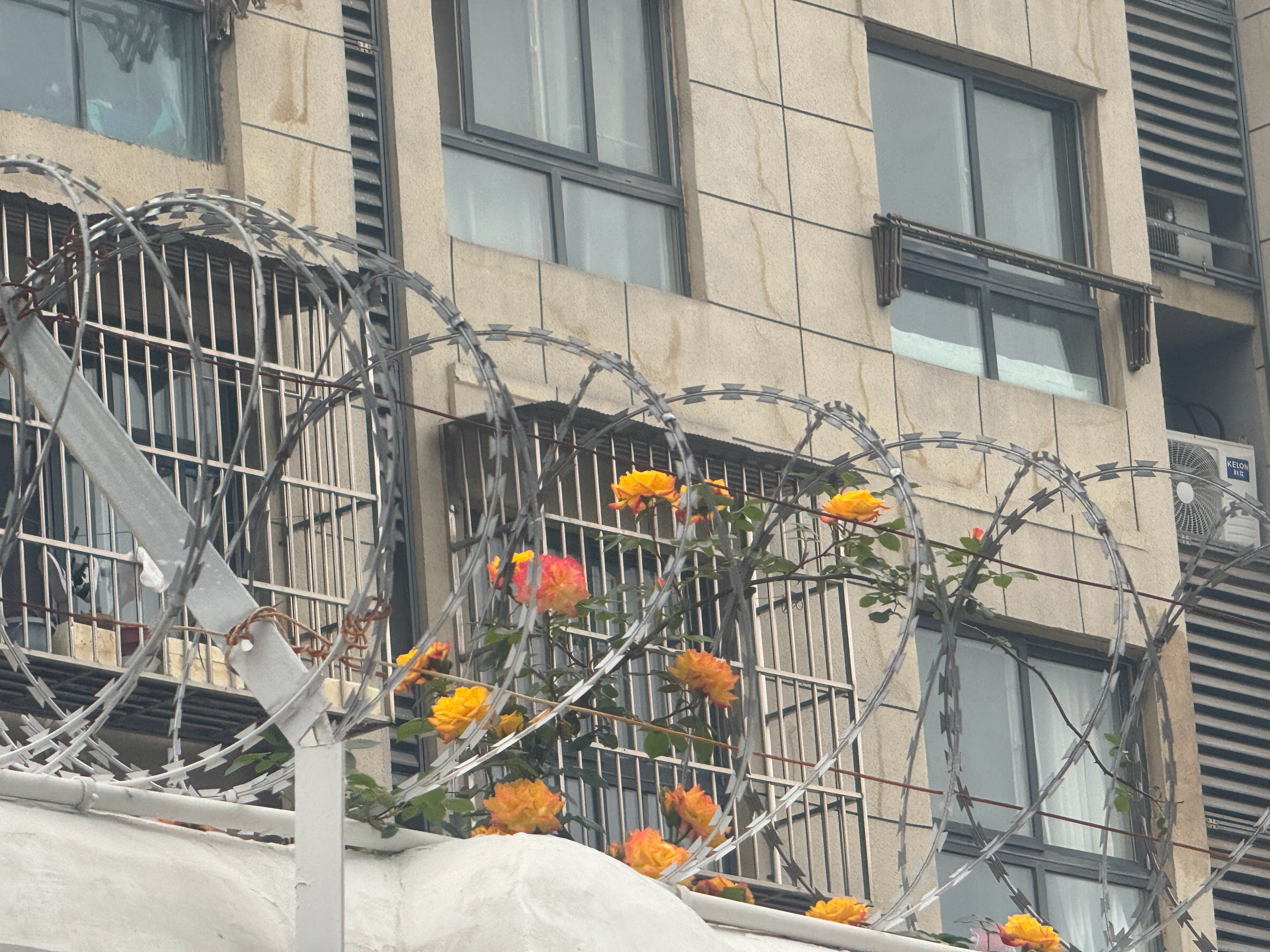 最近花开的好多🌸p12那种感觉谁懂开在铁丝栅栏里的花 