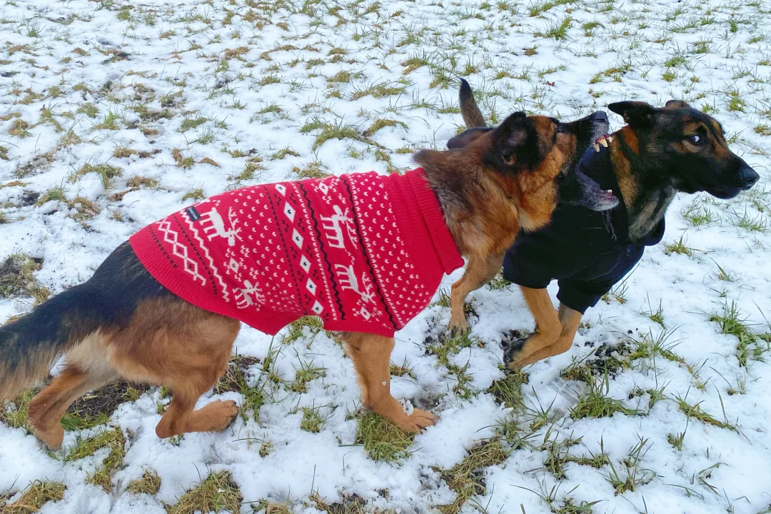 🇳🇱多宠家庭的黑暗时刻