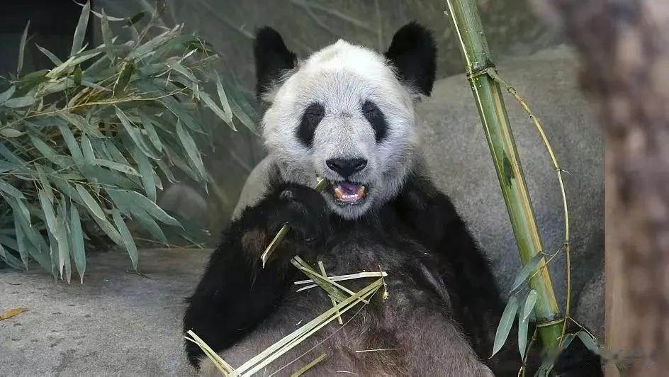 欢迎回家！旅美大熊猫丫丫刚刚已抵达上海，回到阔别20年的祖国；它于2003年4月
