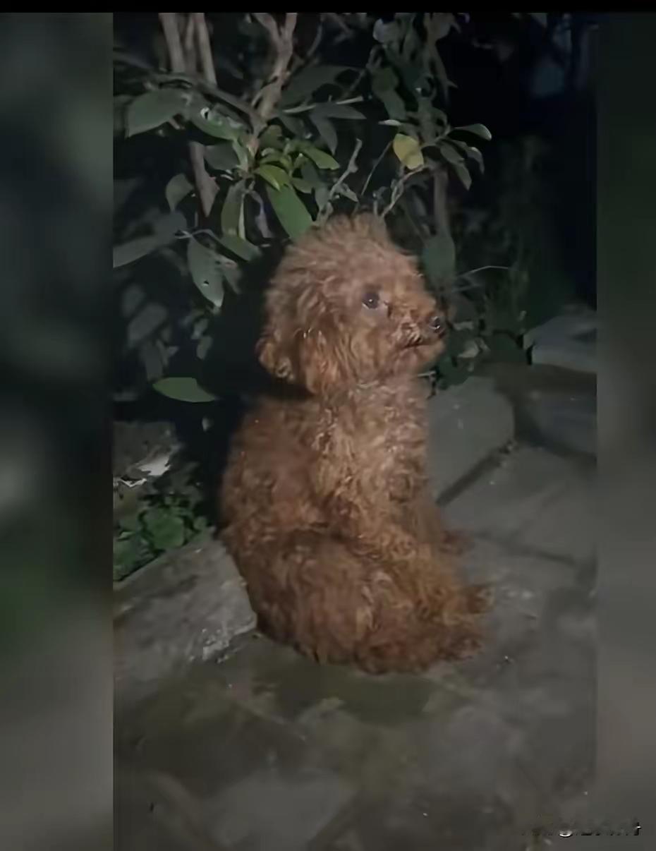 真见过把自己当主子的狗，但从没见过这么惨的！一只泰迪前主人宠成宝，专门煮肉喂粮，
