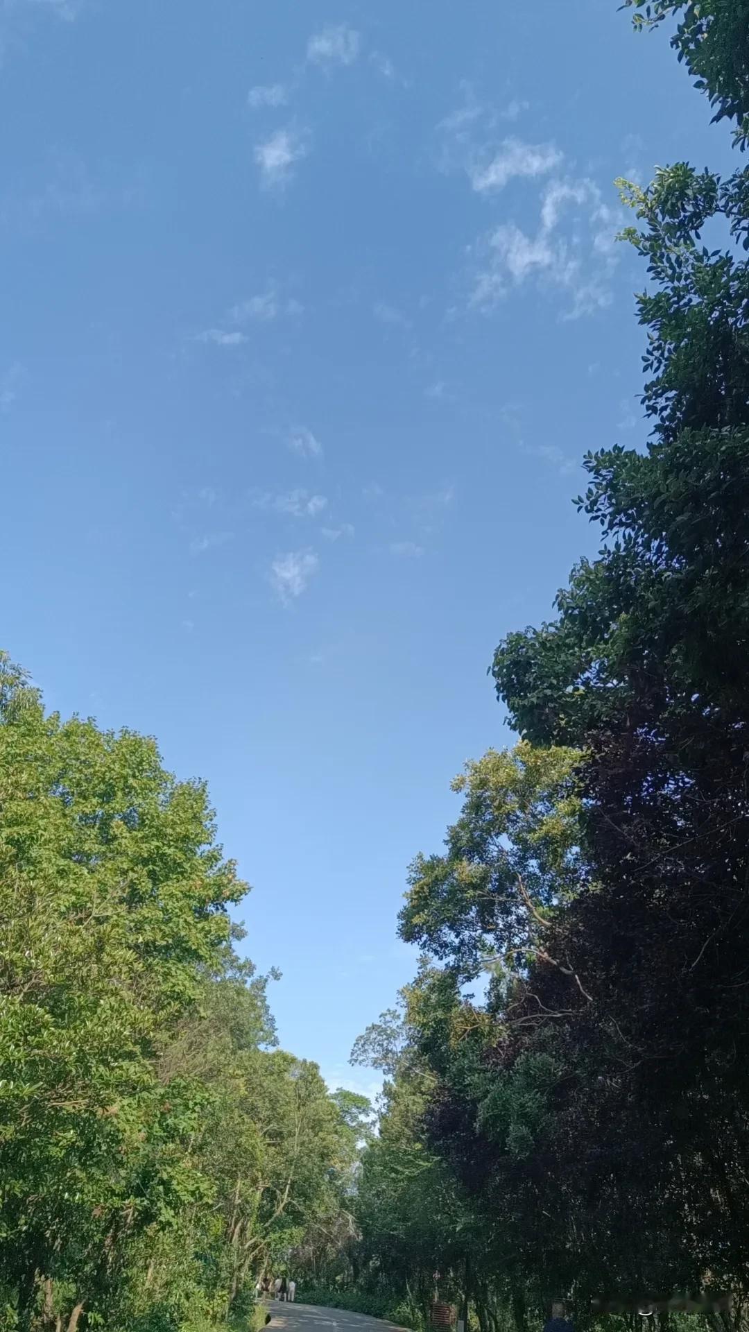 绿意盎然的小路，阳光洒落，微风拂面，感受大自然的宁静与美好。🌿🍃🌞
