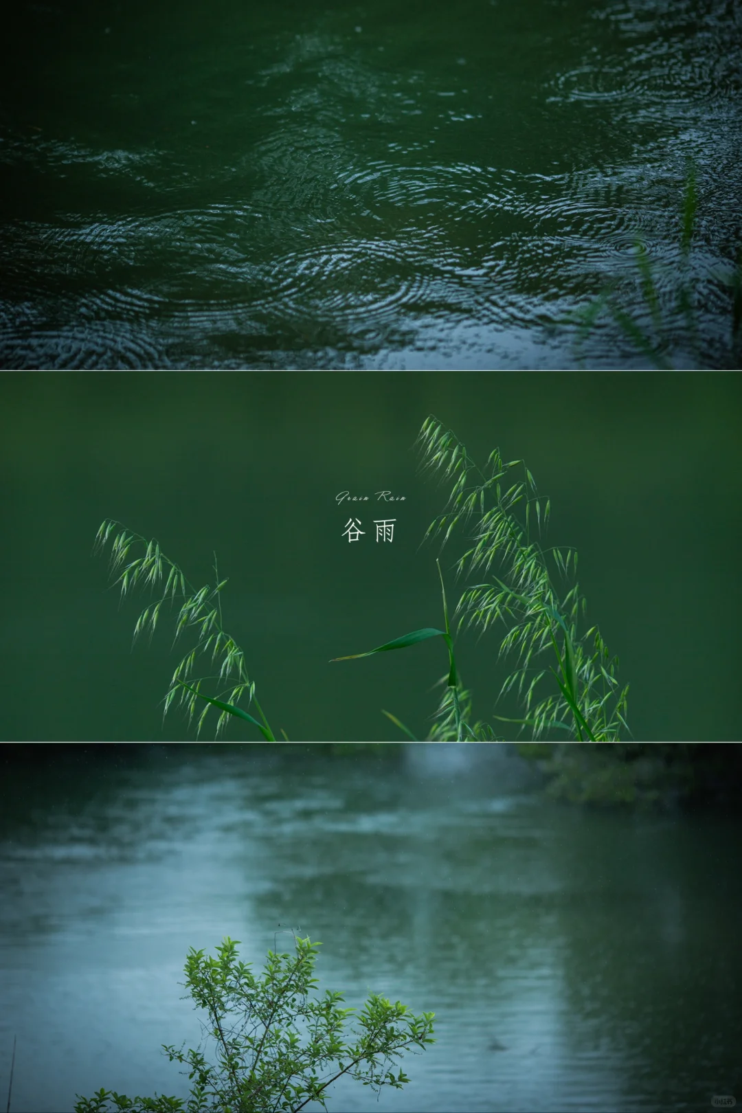 回首已是春深处|今日谷雨
