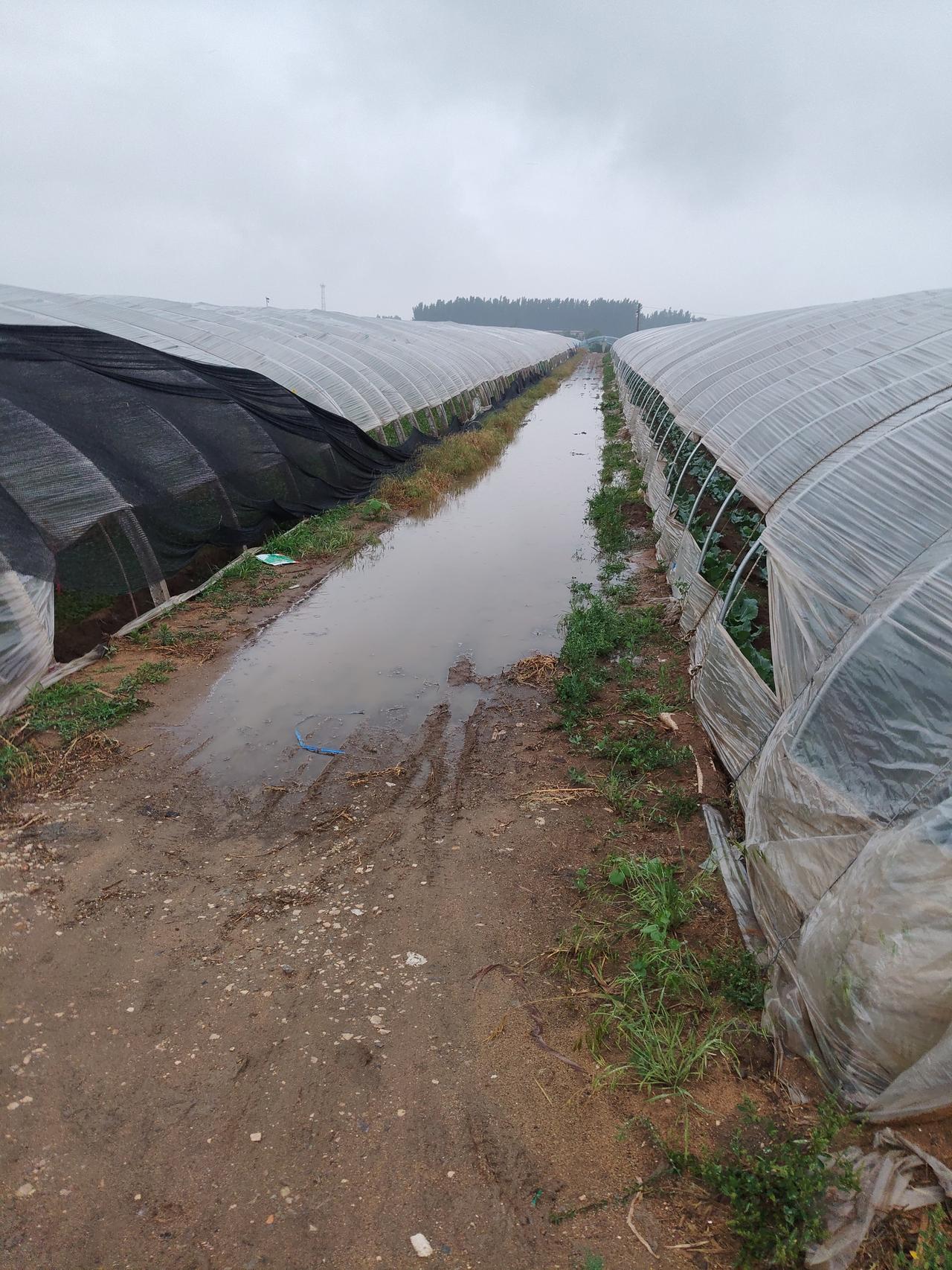 这场雨持续下了七个小时，田间地头都满了水，雨真的是好雨，但就怕老天爷变脸刮大风，