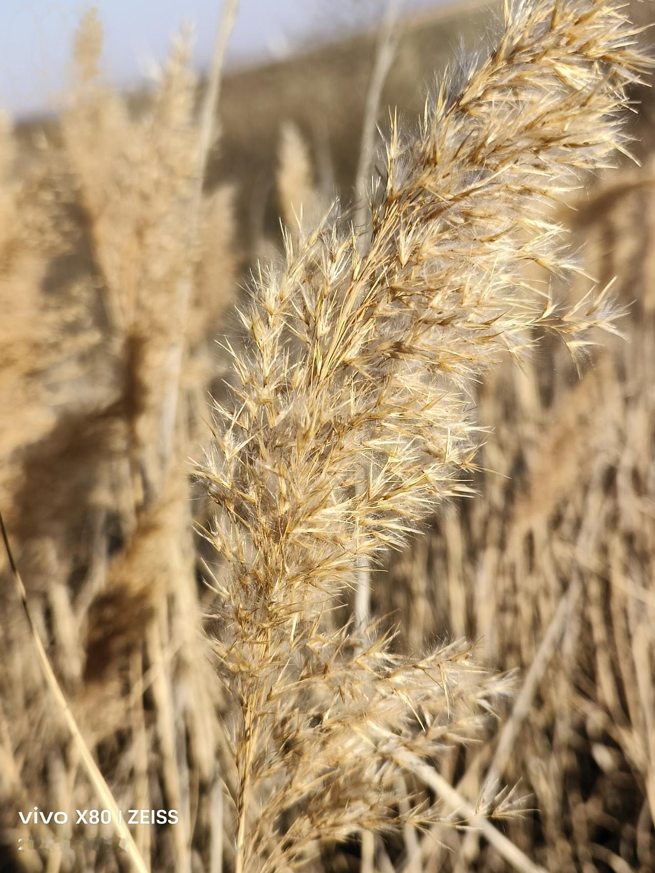 冬日生活打卡季