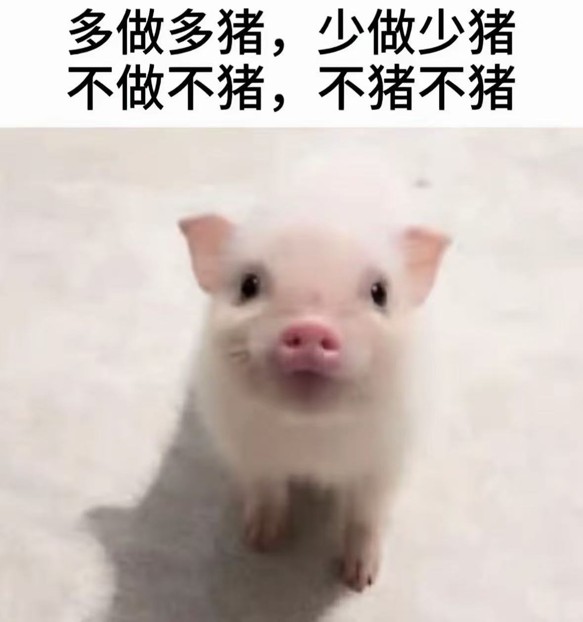 哎呀，猪猪了 ​​​