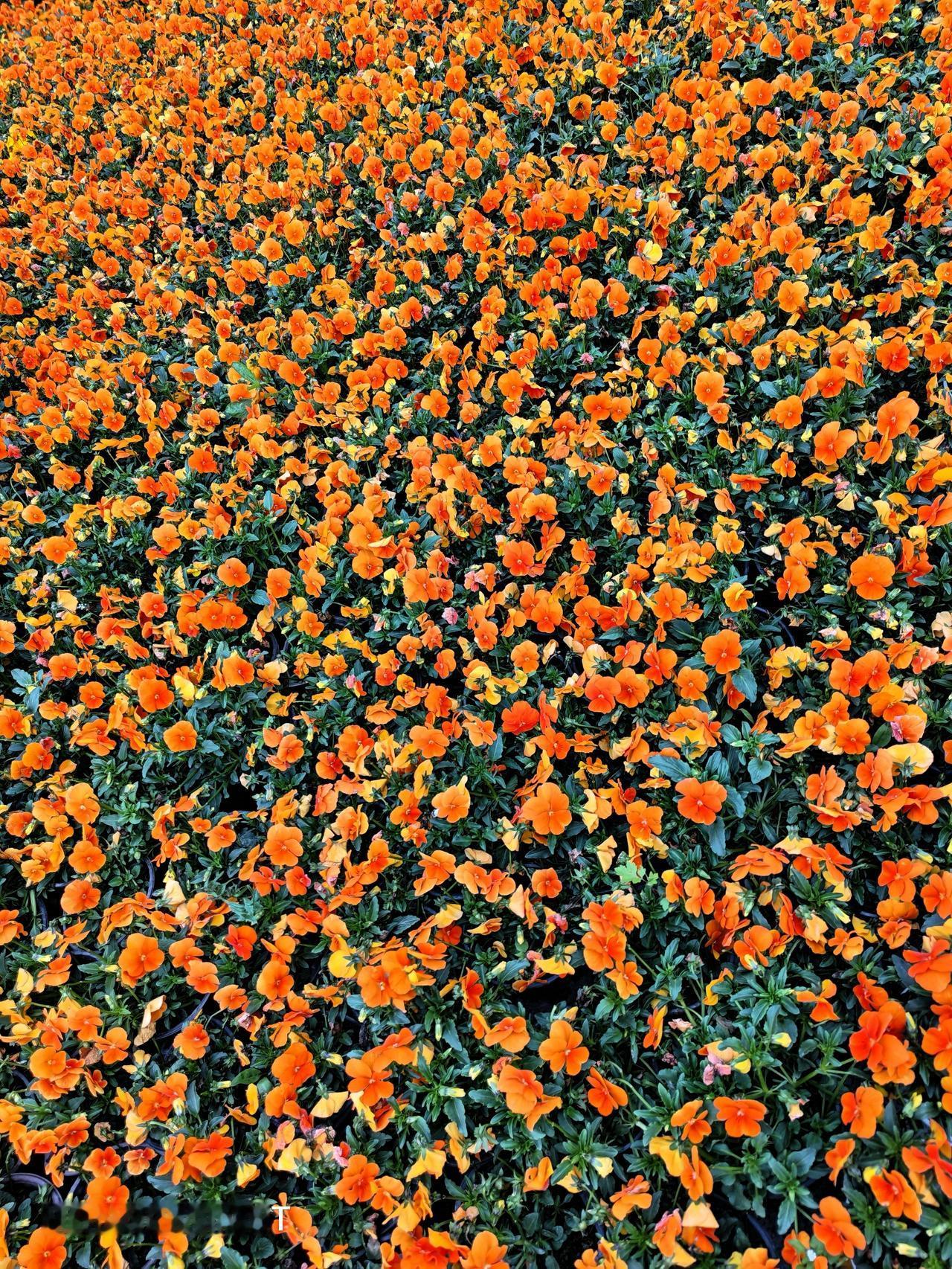 今天早上去遛弯，看见几大片花儿，看见它们，我的脚步就挪不动了。