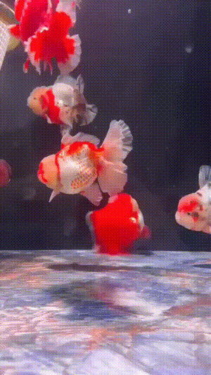 每个小群体里，总会有一个显眼包