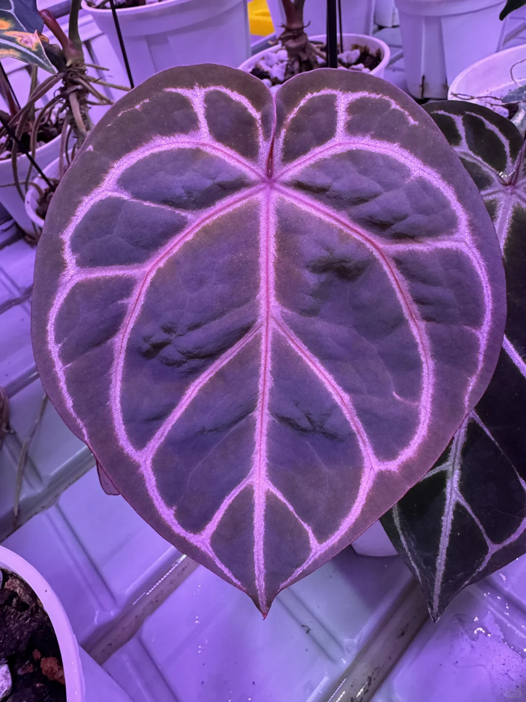 自古红黑出CP